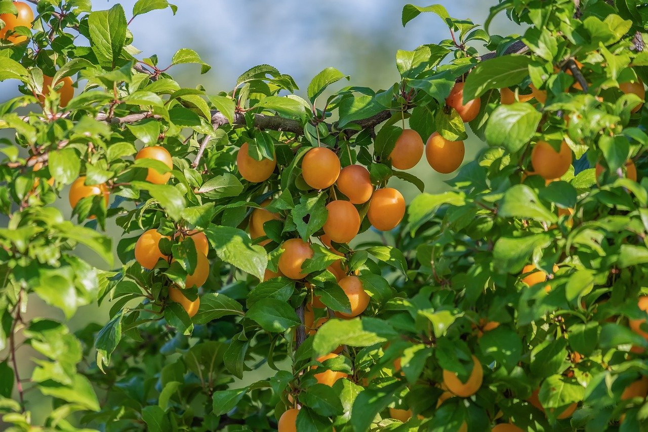 Taille d'un arbre fruitier : comment faire ?